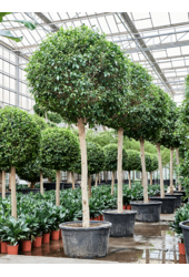 Fikus Microcarpa ‘Nitida’