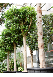 Ficus Microcarpa Nitida