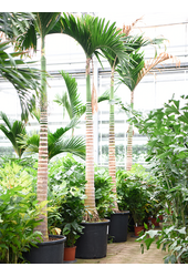 Areca Catechu Karłowa