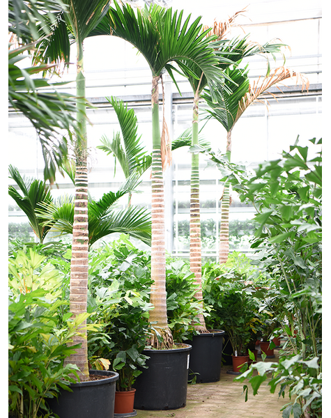 Areca
