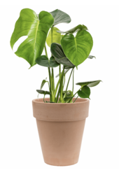 Monstera w terakocie