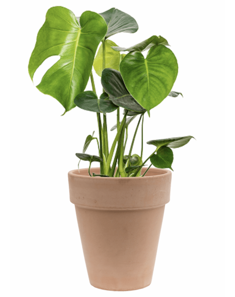TerraCotta | Monstera
