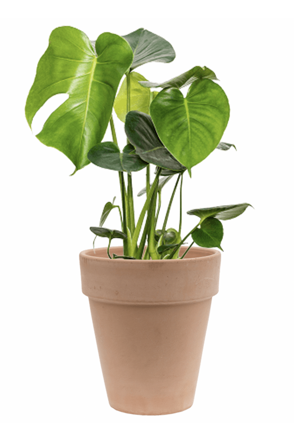 Monstera w terakocie