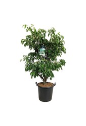 Dereń Cornus controversa Pagoda