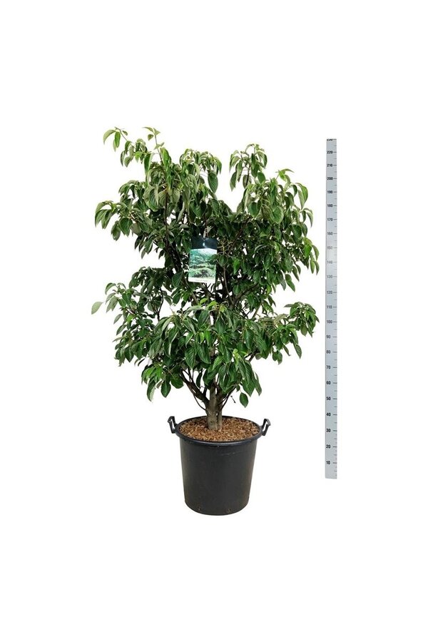 Dereń Cornus controversa Pagoda