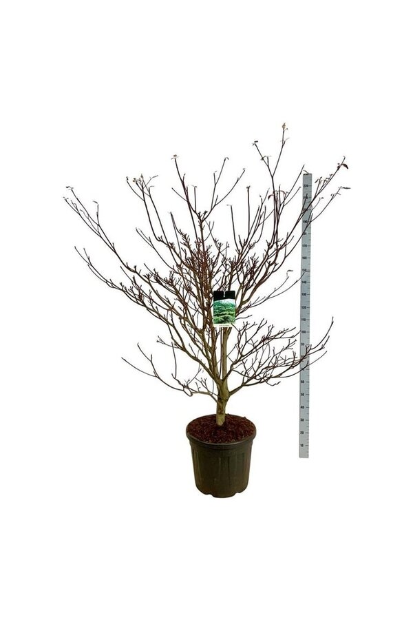 Dereń Cornus controversa Pagoda