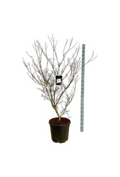 Dereń Cornus kousa Cappucino