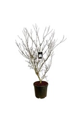Dereń Cornus kousa Cappucino