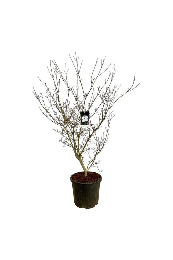 Dereń Cornus kousa Cappucino