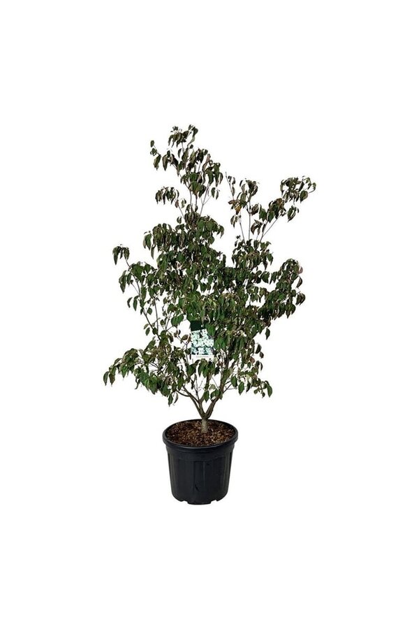 Dereń Cornus kousa China Girl