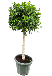 Ficus nitida Duży