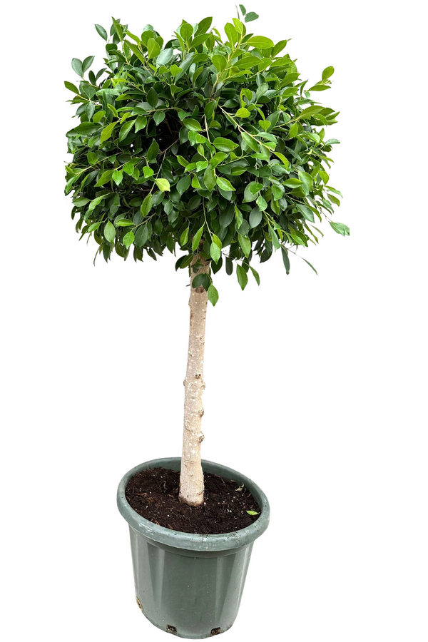 Ficus nitida Duży