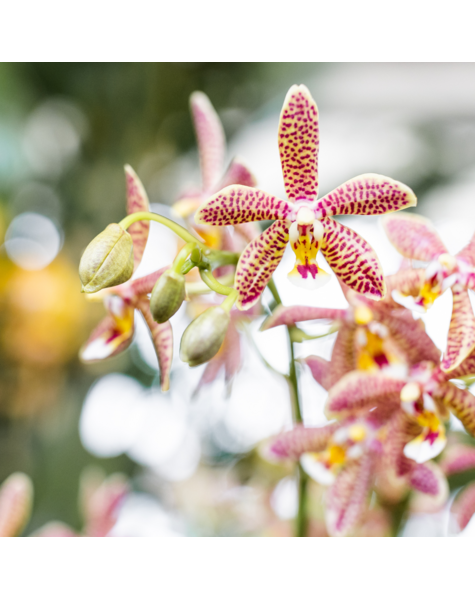 Kolibri Orchids | pomarańczowa orchidea Phalaenopsis - Spider- rozmiar doniczki Ø9cm | kwitnąca roślina doniczkowa - świeżo od hodowcy