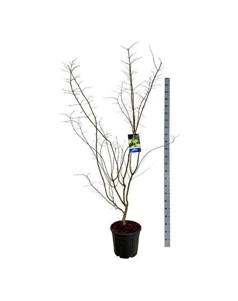 Acer