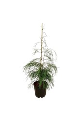 Chamaecyparis Drooping Solo