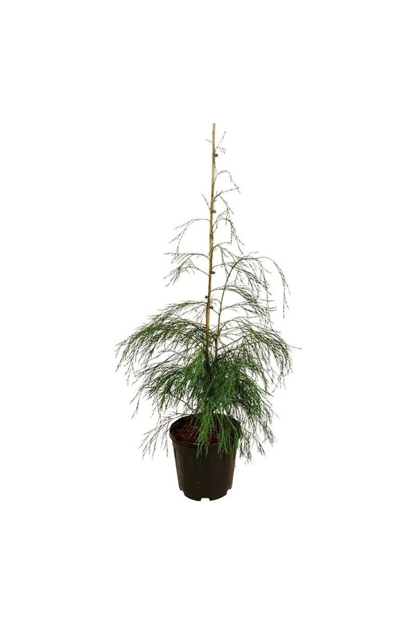Chamaecyparis Drooping Solo