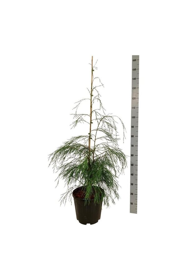 Chamaecyparis Drooping Solo
