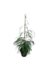 Chamaecyparis Drooping Solo