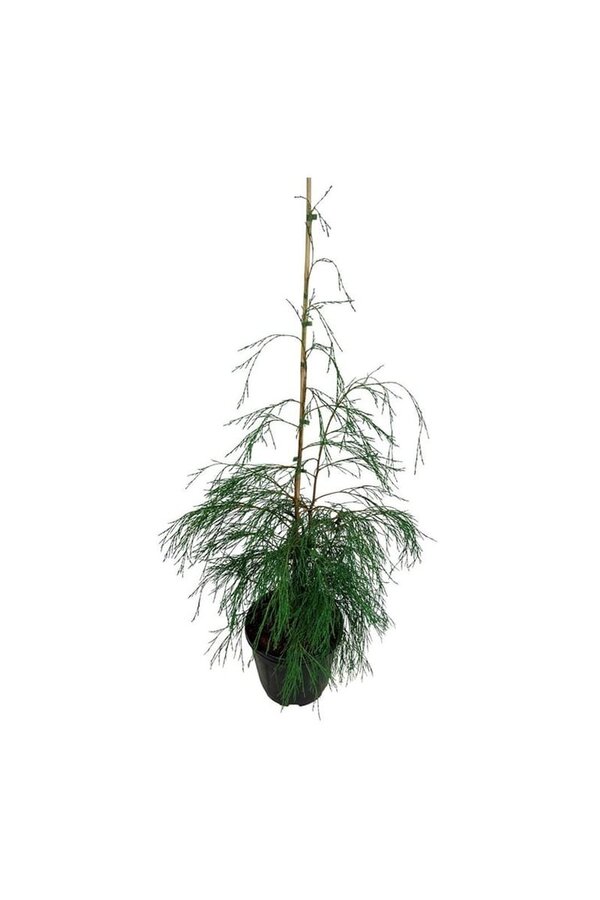 Chamaecyparis Drooping Solo