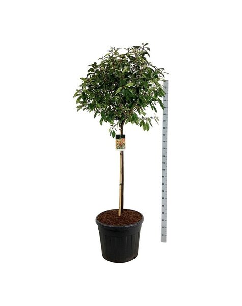 Photinia