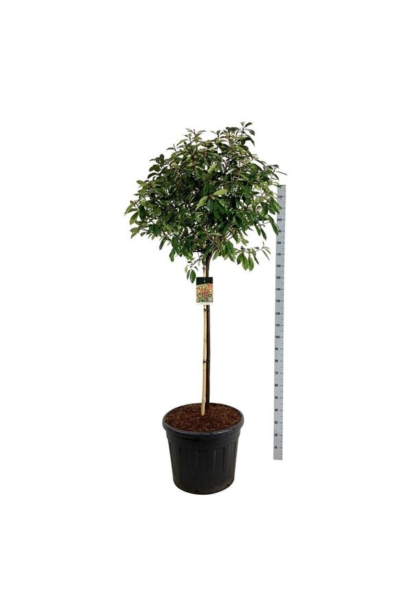Głogownik Photinia fraseri Red Robin