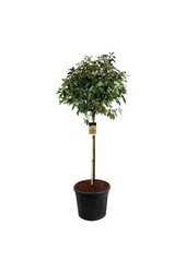 Głogownik Photinia fraseri Red Robin