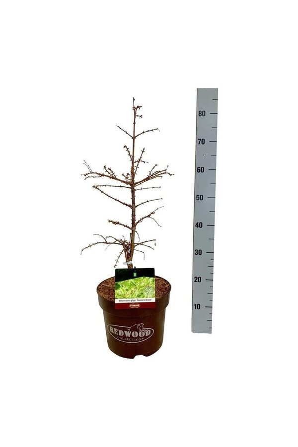 Metasekwoja Hamlets Broom