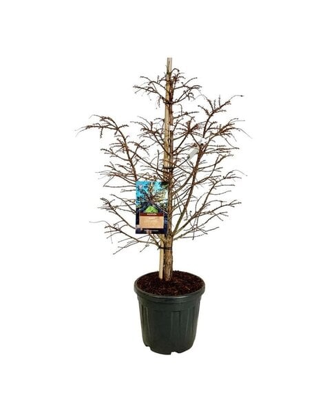 Metasequoia