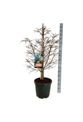 Metasequoia Hamlets Broom