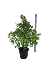 Metasequoia Hamlets Broom