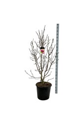 Magnolia Genie (pbr)