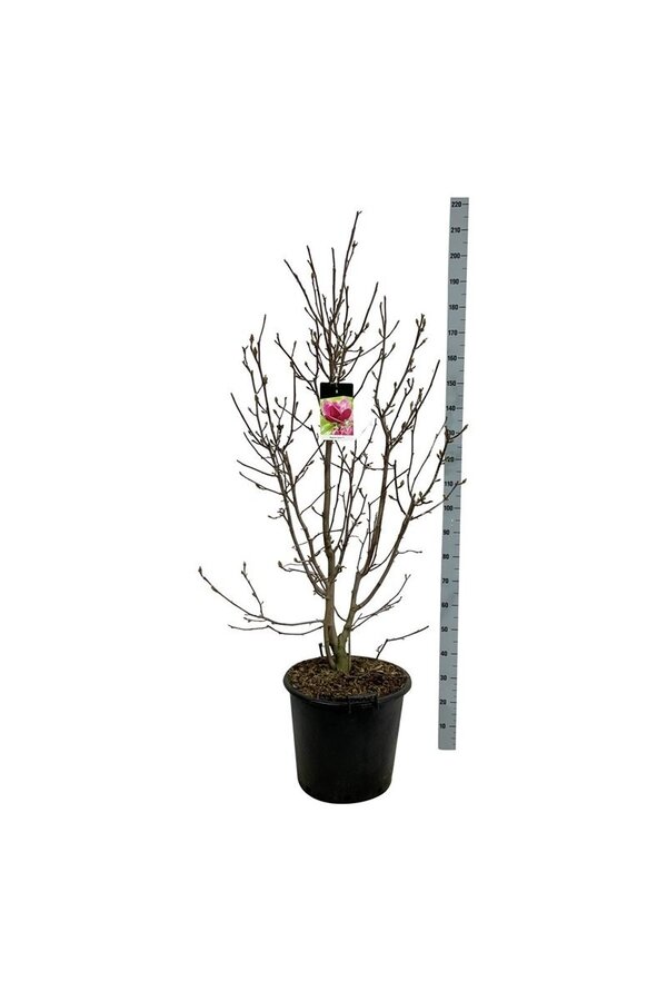 Magnolia Genie (pbr)