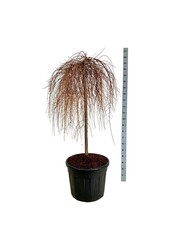 Modrzew Stiff Weeper