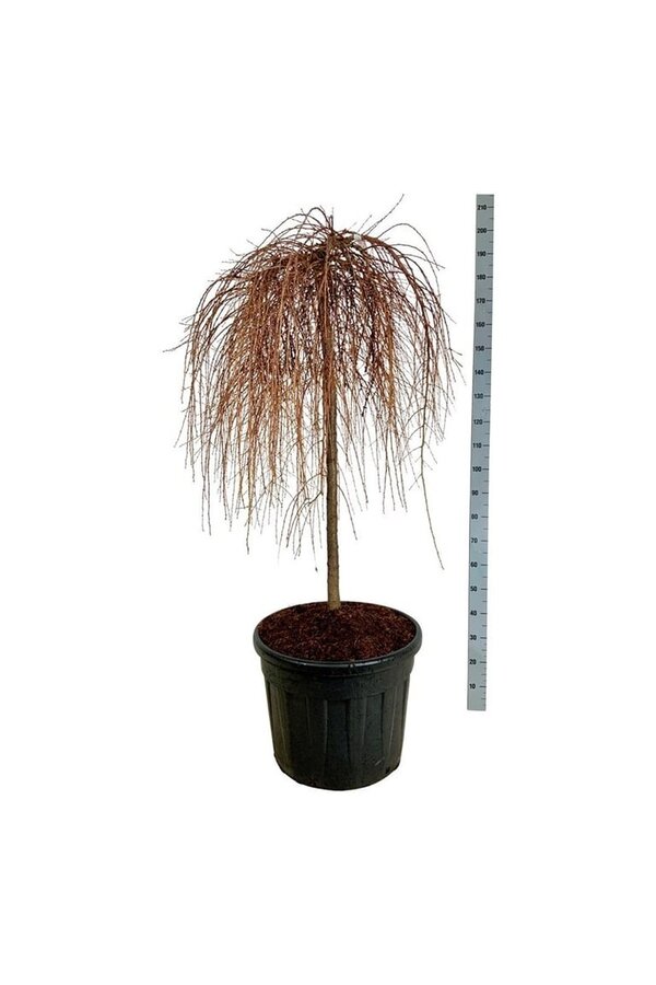Modrzew Stiff Weeper