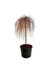 Modrzew Stiff Weeper