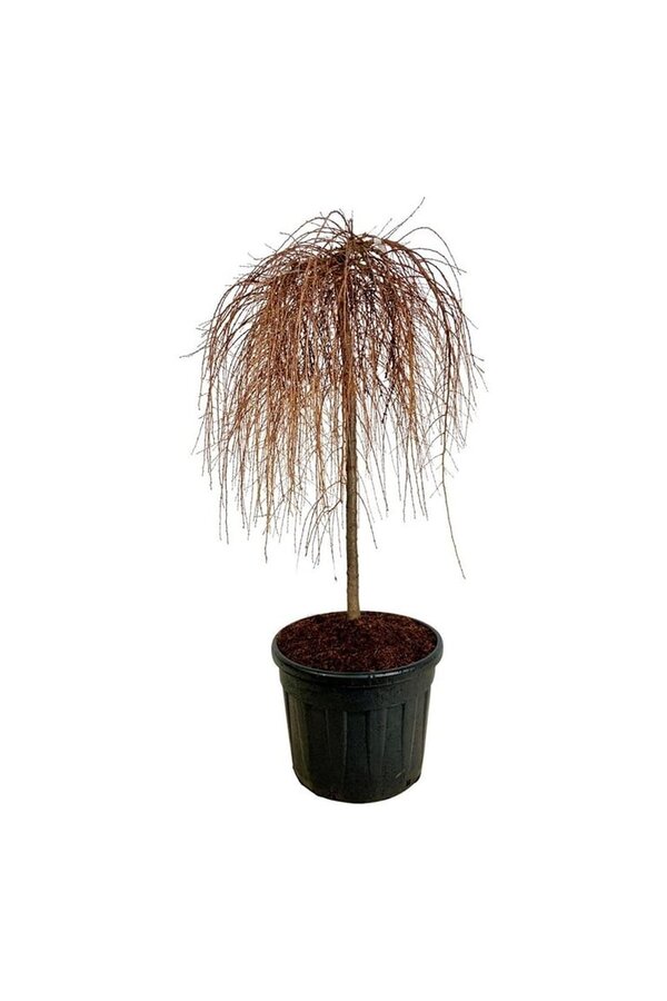 Modrzew Stiff Weeper
