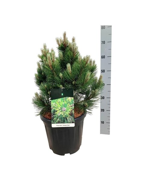 Pinus