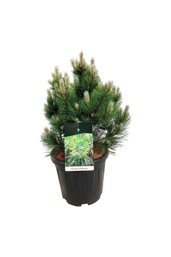 Sosna Pinus Compact Gem