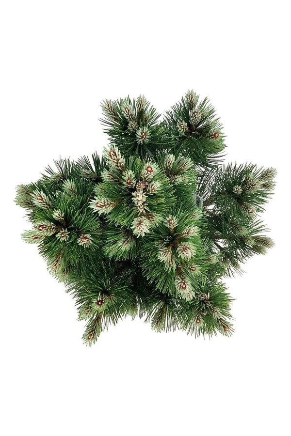 Sosna Pinus Compact Gem