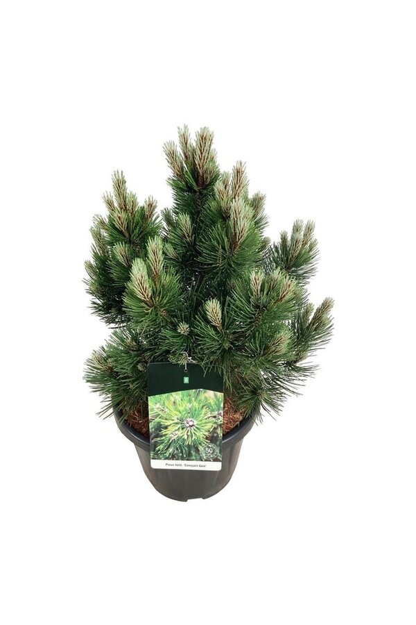 Sosna Pinus Compact Gem