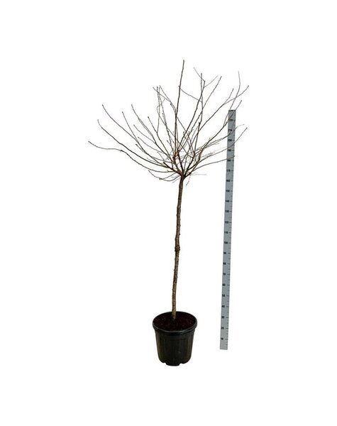 Prunus