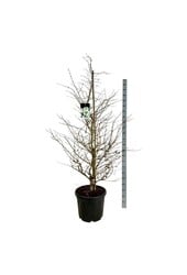 Kalina Viburnum Kilimandjaro (PBR)