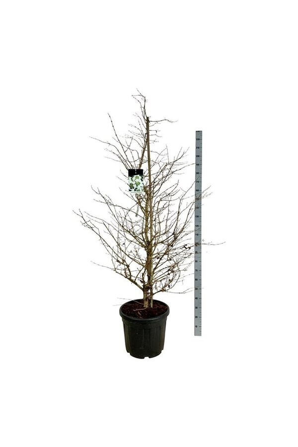 Kalina Viburnum Kilimandjaro (PBR)