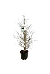 Kalina Viburnum Kilimandjaro (PBR)