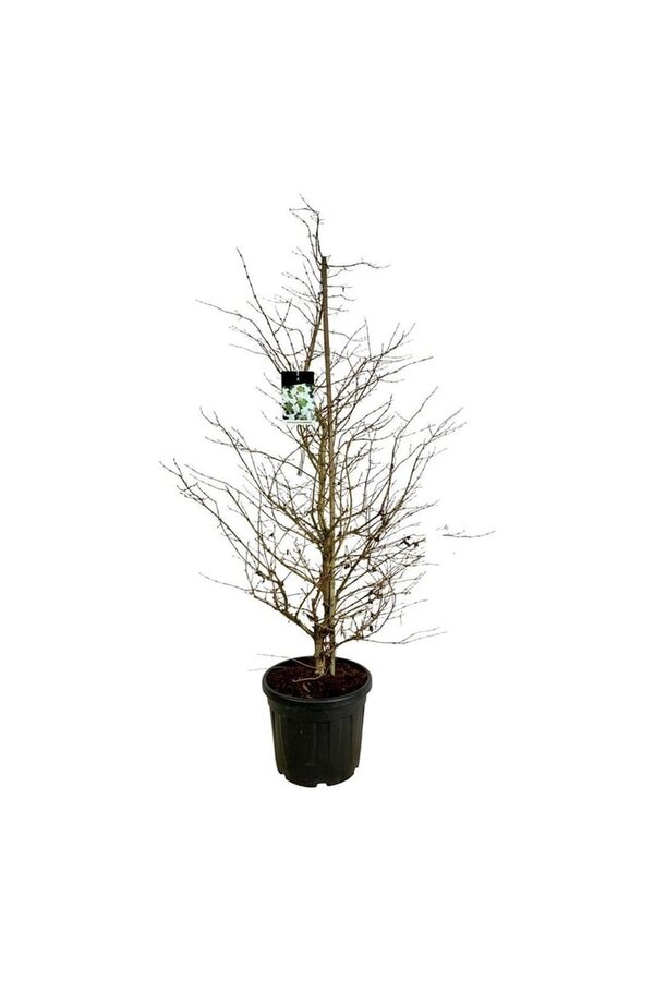 Kalina Viburnum Kilimandjaro (PBR)