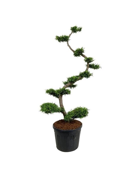 Thuja