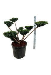 Cis Taxus media Farmen
