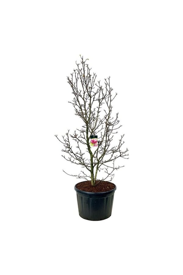 Magnolia Genie (pbr)