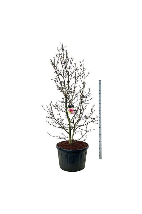 Magnolia Genie (pbr)