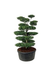 Ilex crenata Blondie